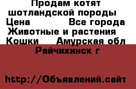 Продам котят шотландской породы › Цена ­ 2 000 - Все города Животные и растения » Кошки   . Амурская обл.,Райчихинск г.